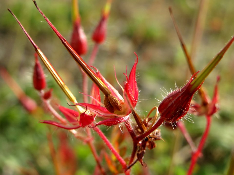 20140916Geranium_robertianum3