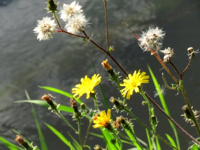 20140920Picris_hieracioides2