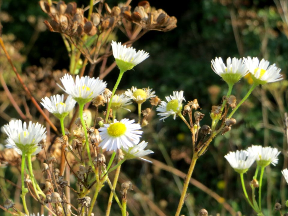 20140916Erigeron_annuus