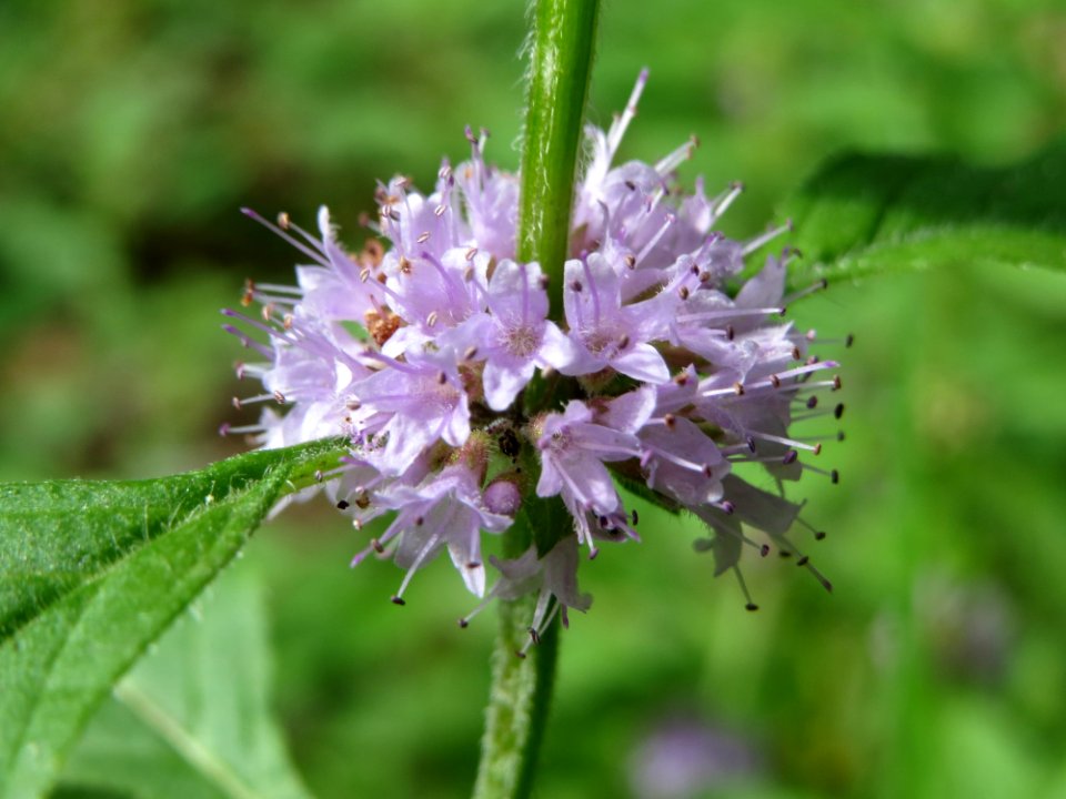 20140822Mentha_arvensis2