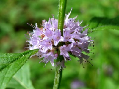 20140822Mentha_arvensis2