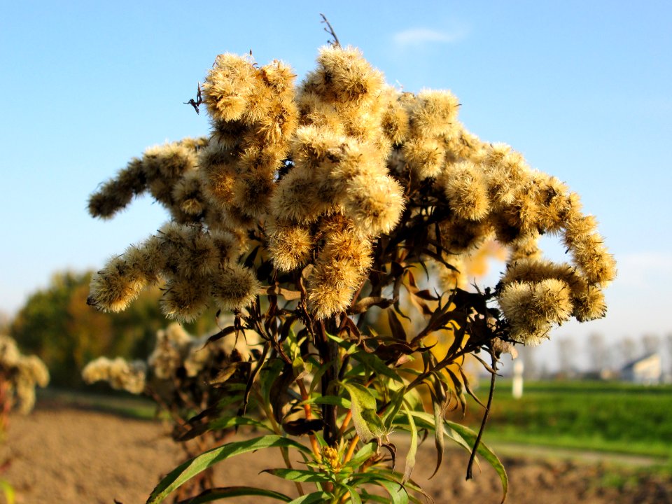 20141101Solidago_canadensis5