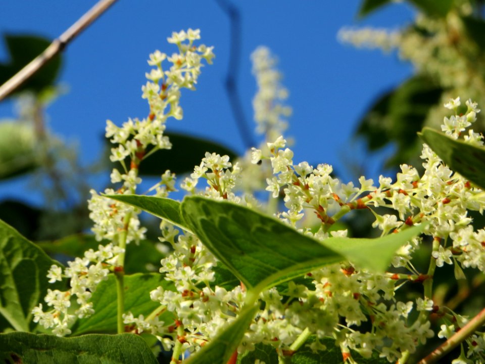 20140916Reynoutria_japonica4