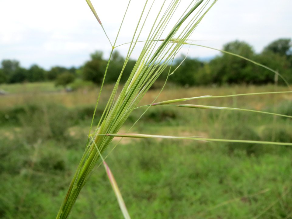 20140803Stipa_capillata3