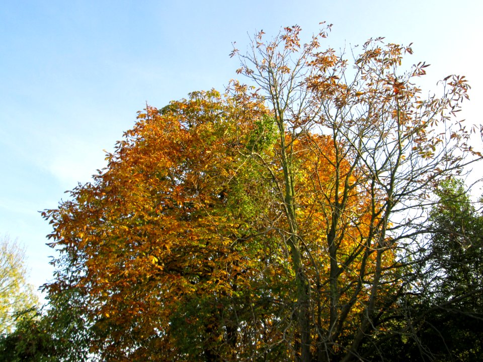 20141102Aesculus_hippocastanum1