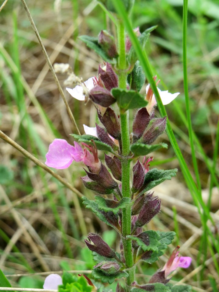20140803Teucrium_chamaedrys1
