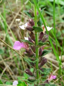 20140803Teucrium_chamaedrys1