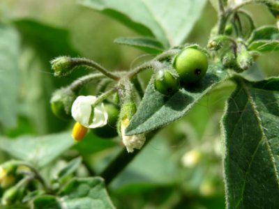 20140822Solanum_nigrum