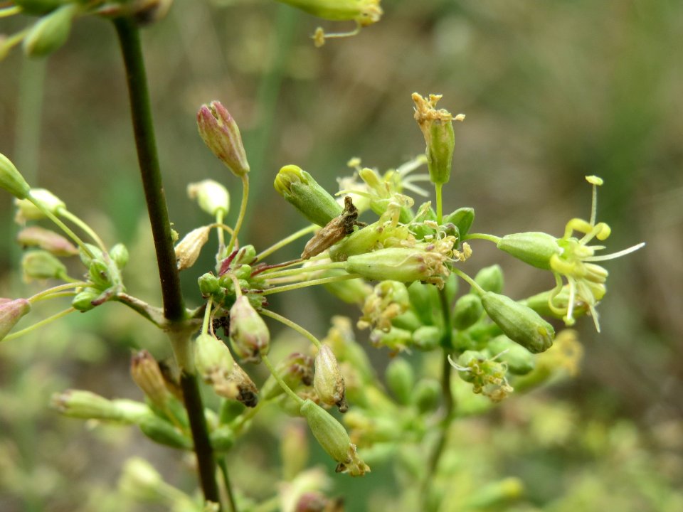 20140803Silene_otites3