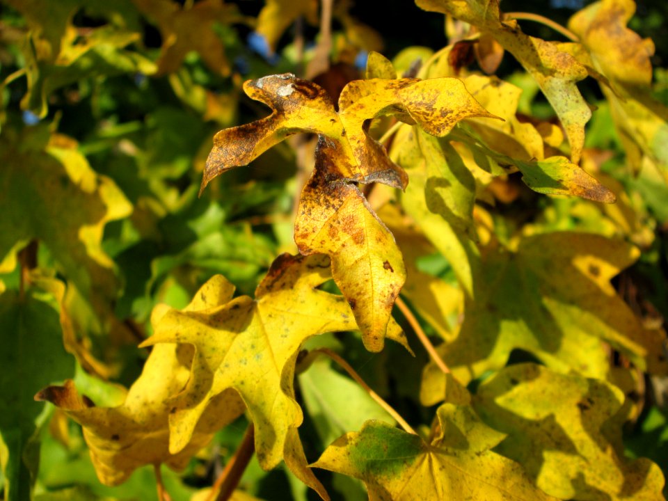 20141102Acer_campestre
