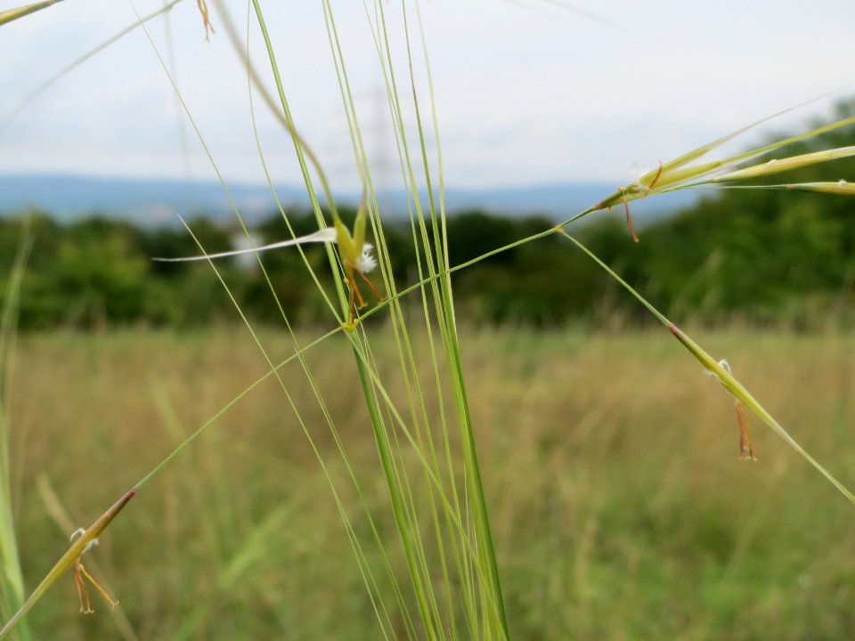 20140803Stipa_capillata2