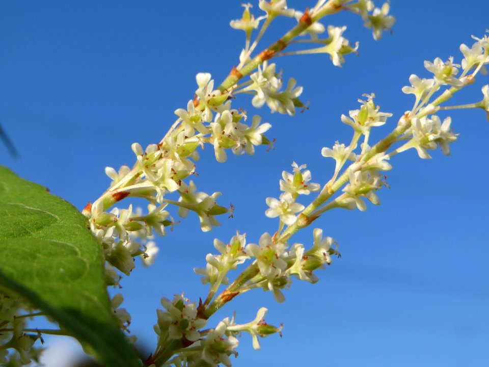 20140916Reynoutria_japonica6