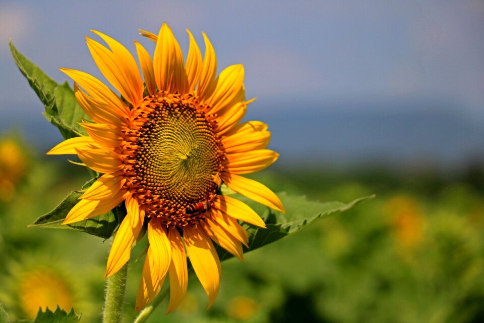 Thailand sunflower yellow