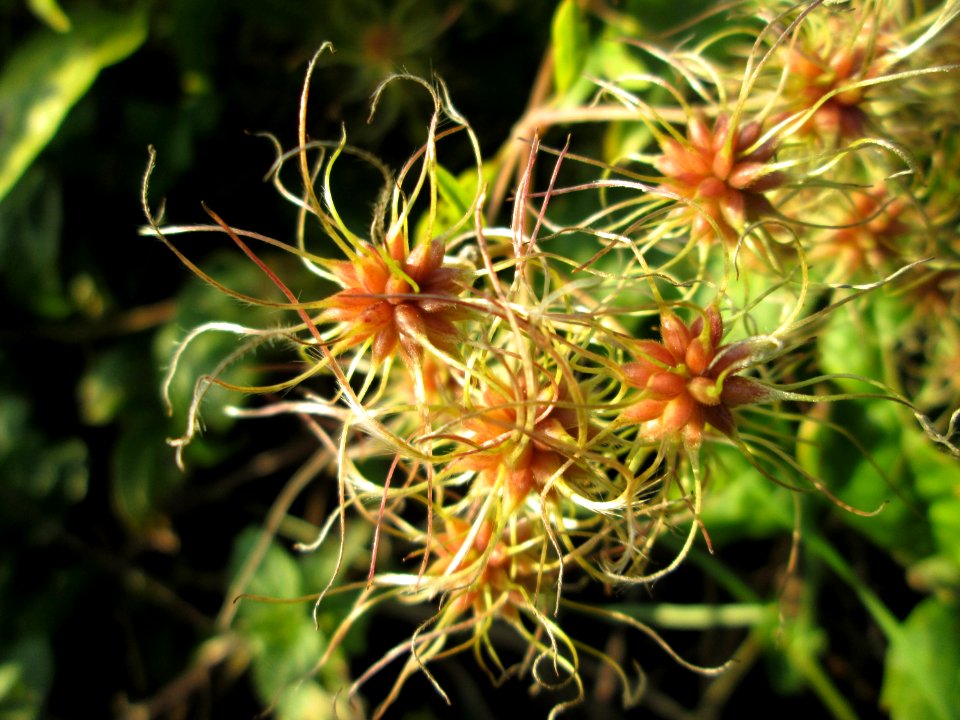 20141102Clematis_vitalba