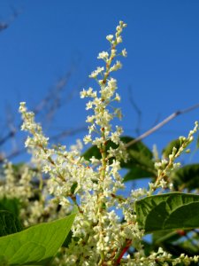 20140916Reynoutria_japonica1