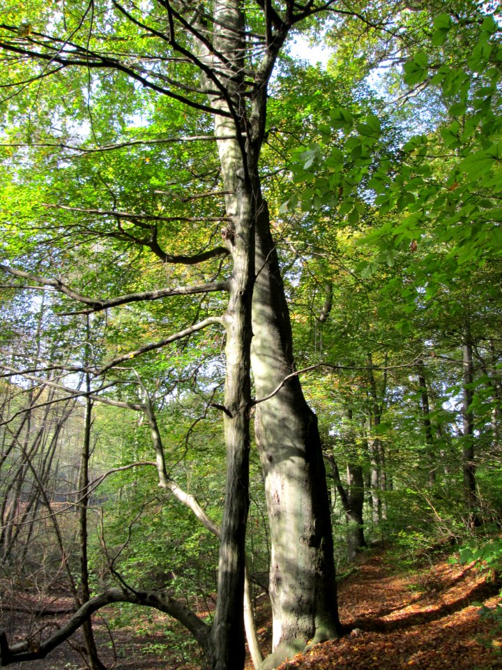20141026Fagus_sylvatica