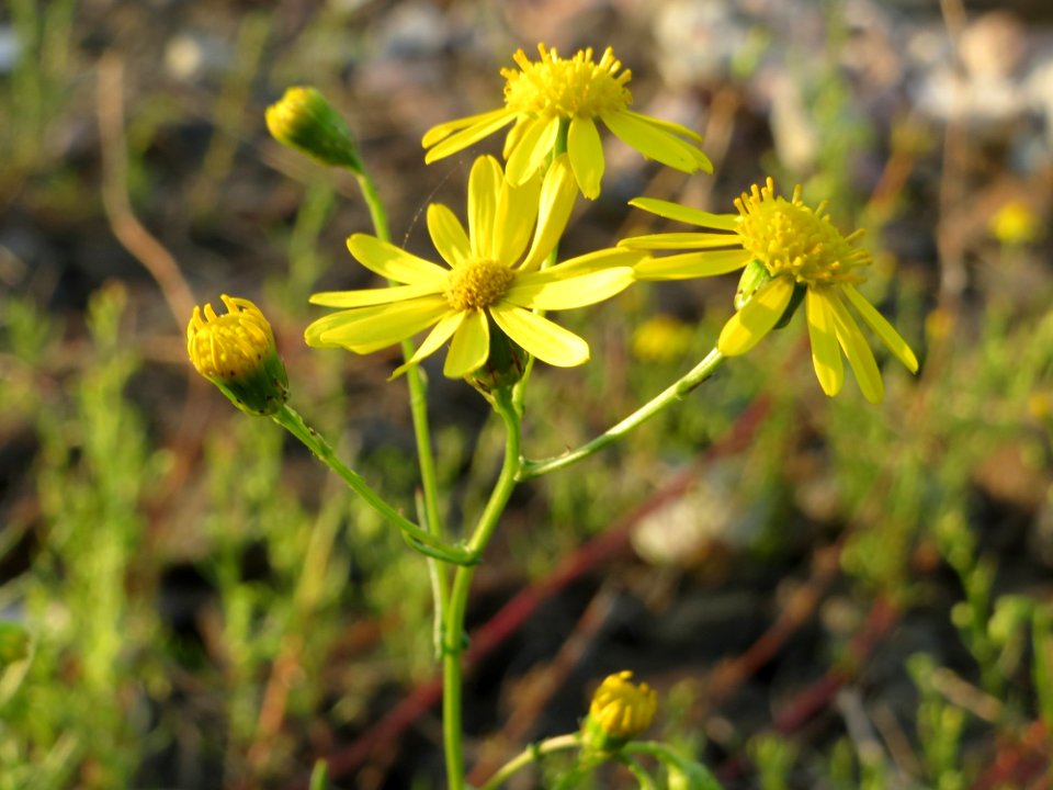 20140916Senecio_inaequidens2