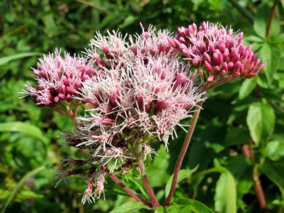 20140824Eupatorium_cannabinum2