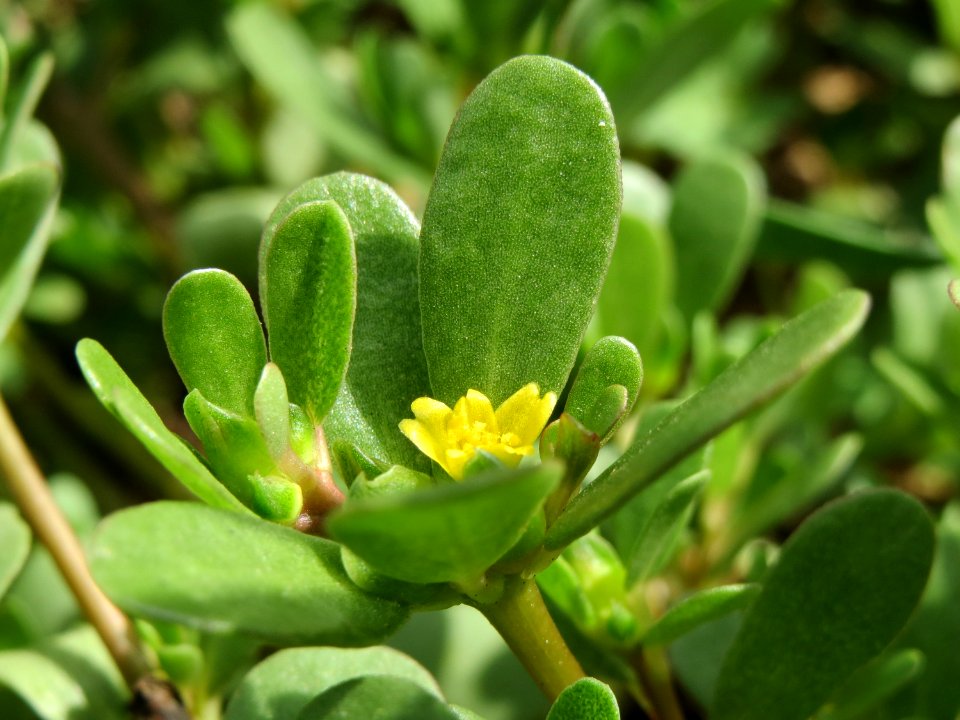 20140822Portulaca_oleracea7
