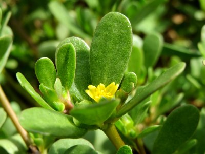 20140822Portulaca_oleracea7