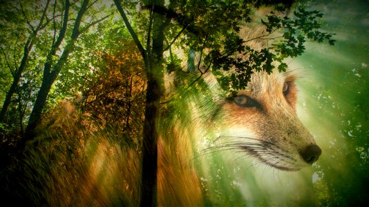 Wild animal animal portrait animal world