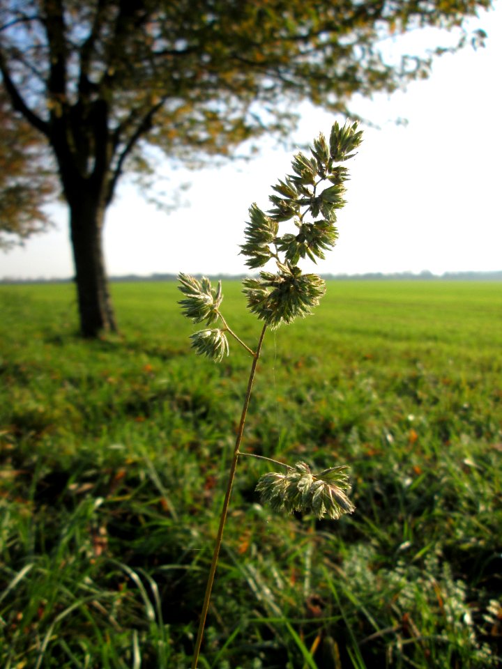 20141102Dactylis_glomerata