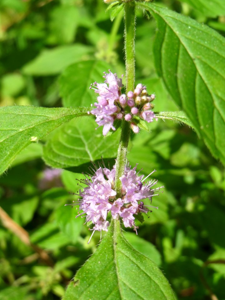 20140822Mentha_arvensis3