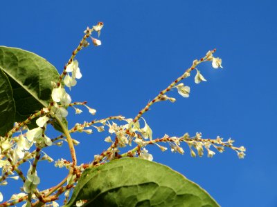 20140916Reynoutria_japonica2
