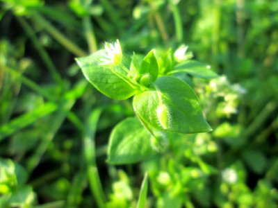 20141101Stellaria_media2