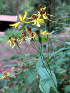 20140914Senecio_ovatus1