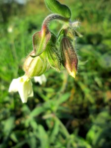 20141101Silene_latifolia2