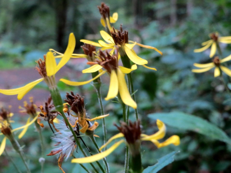 20140914Senecio_ovatus3