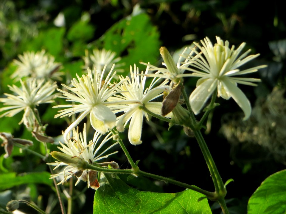 20140907Clematis_vitalba2