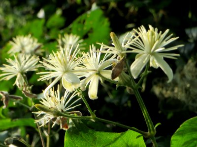 20140907Clematis_vitalba2