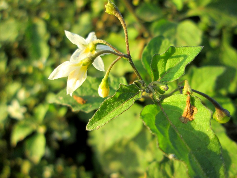 20141101Solanum_nigrum2