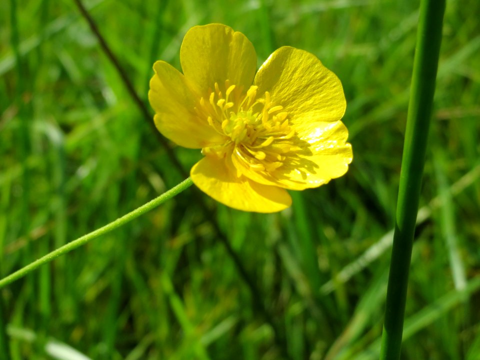 20140824Ranunculus_acris2