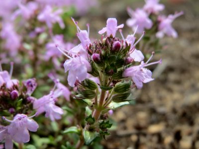 20140803Thymus_serpyllum4