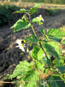 20141101Solanum_nigrum1