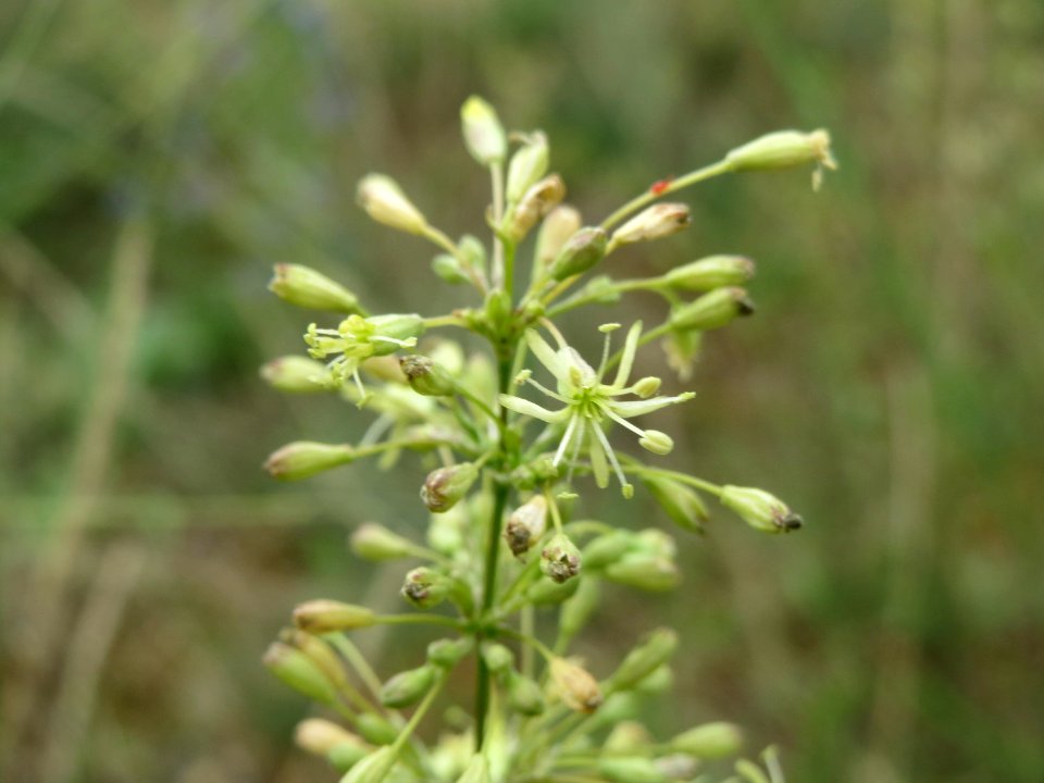 20140803Silene_otites1