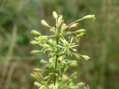 20140803Silene_otites1