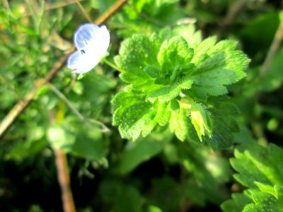 20141101Veronica_persica1