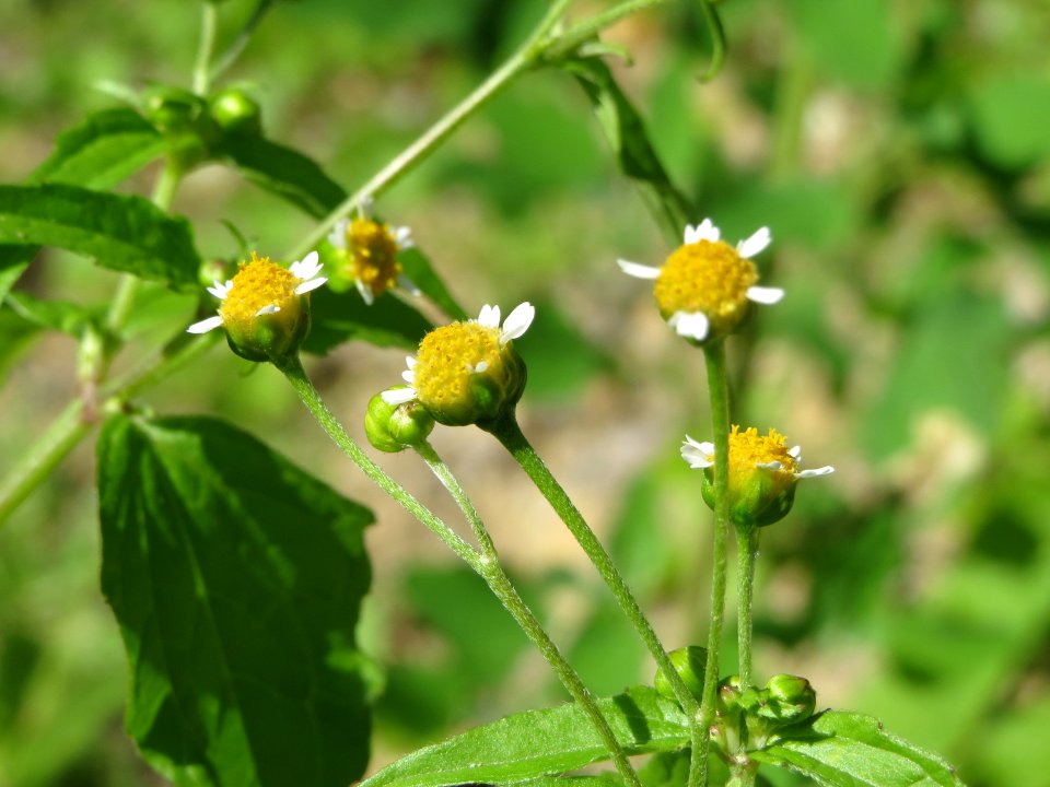 20140824Galinsoga_parviflora2