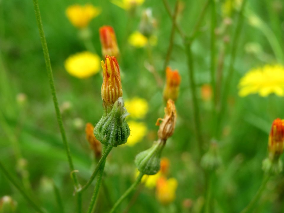 20140803Hypochaeris_radicata2