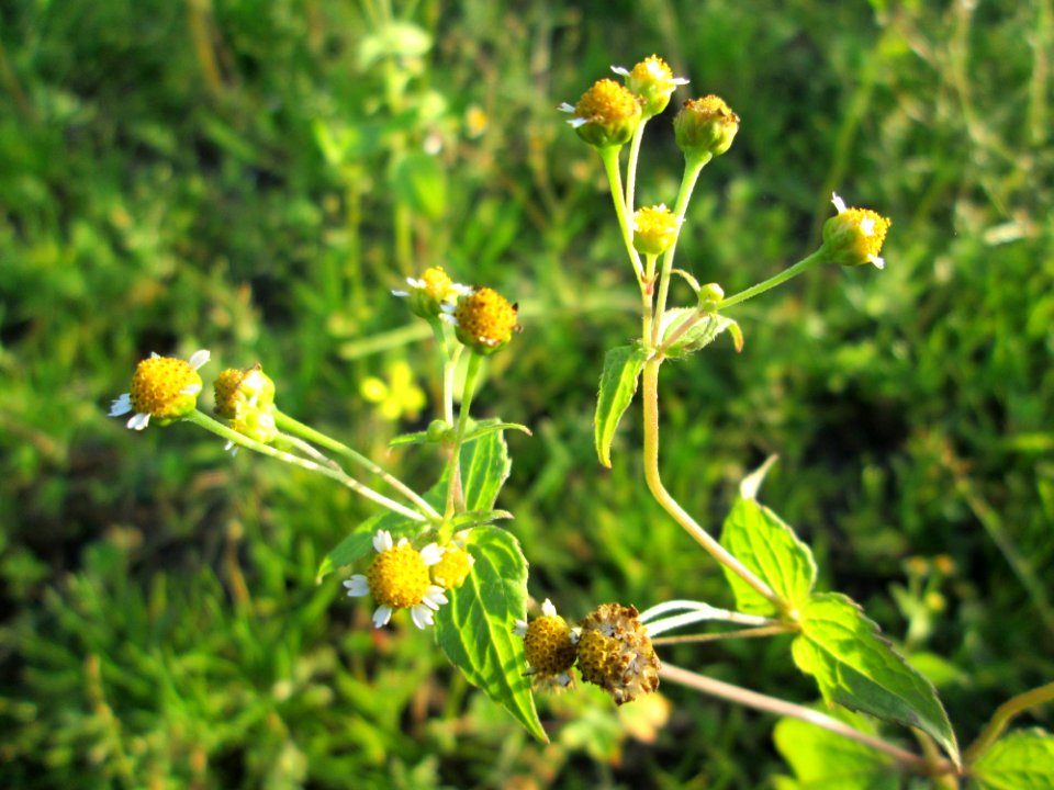 20141101Galinsoga_parviflora