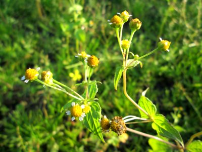 20141101Galinsoga_parviflora
