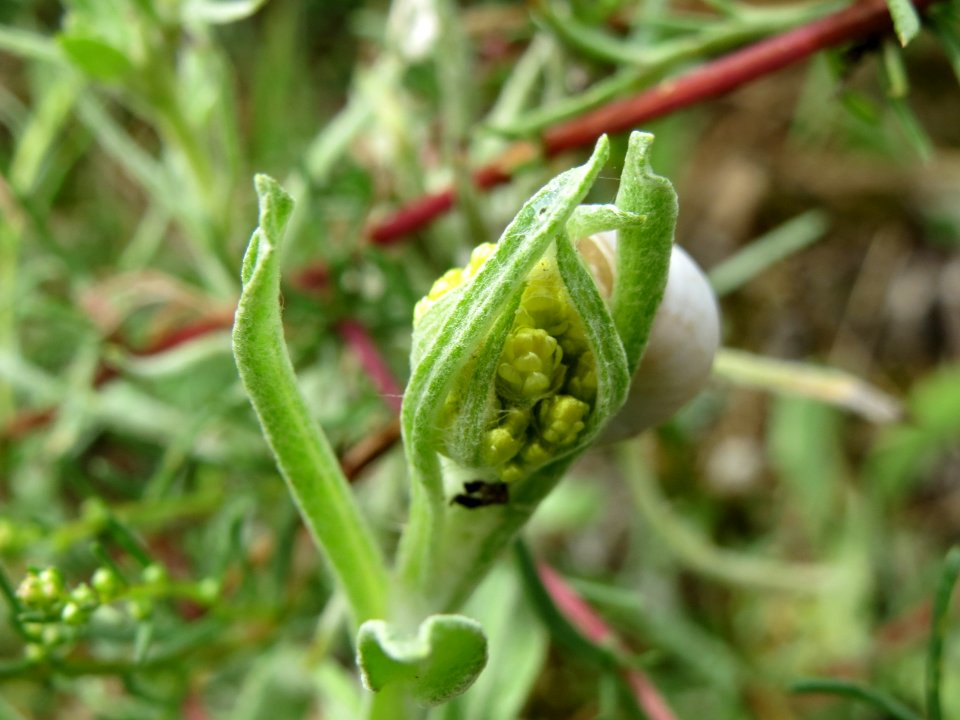 20140803Helichrysum_arenarium6