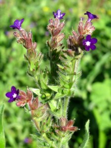 20140827Anchusa_officinalis6