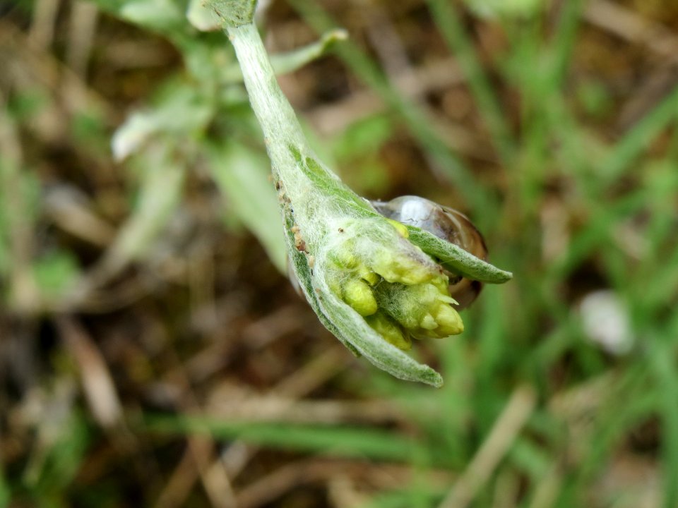 20140803Helichrysum_arenarium7