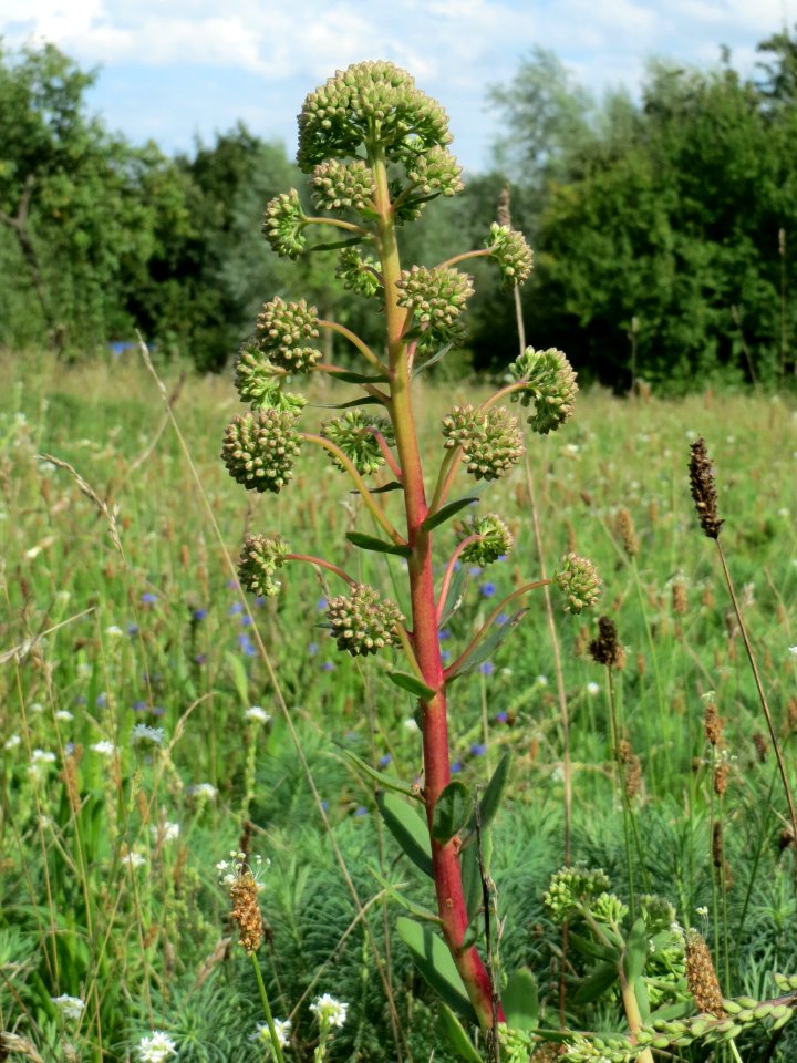 20140811Hylotelephium_telephium01