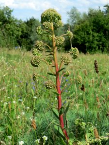 20140811Hylotelephium_telephium01